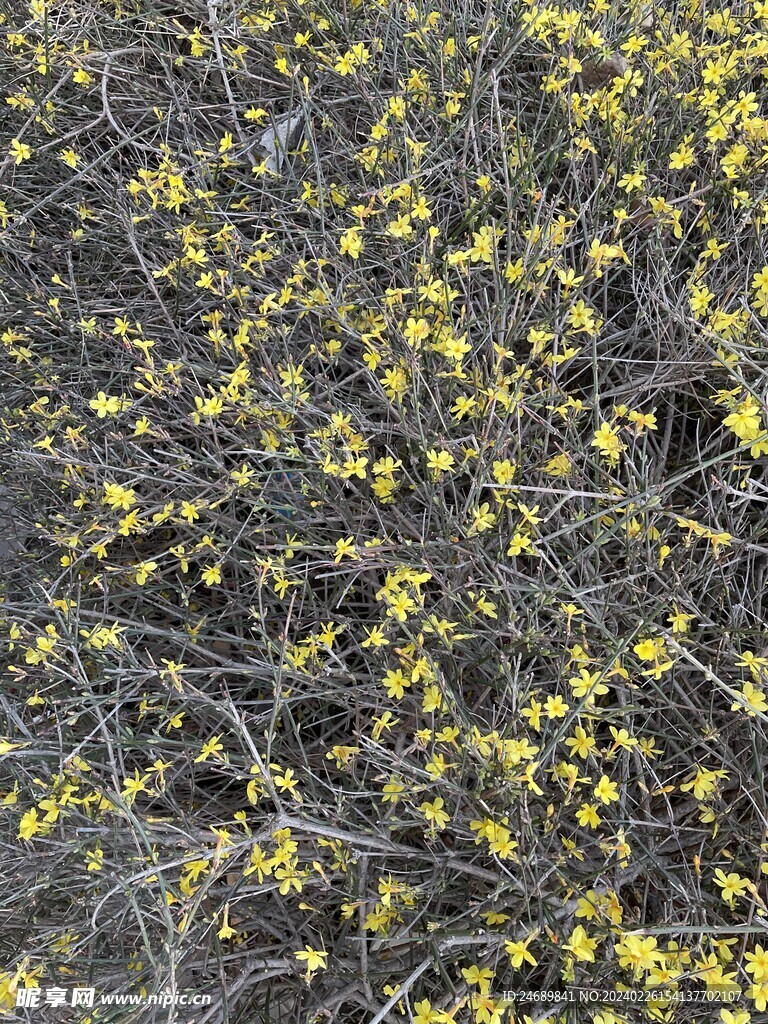 迎春花