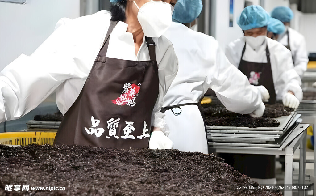 紫菜生产