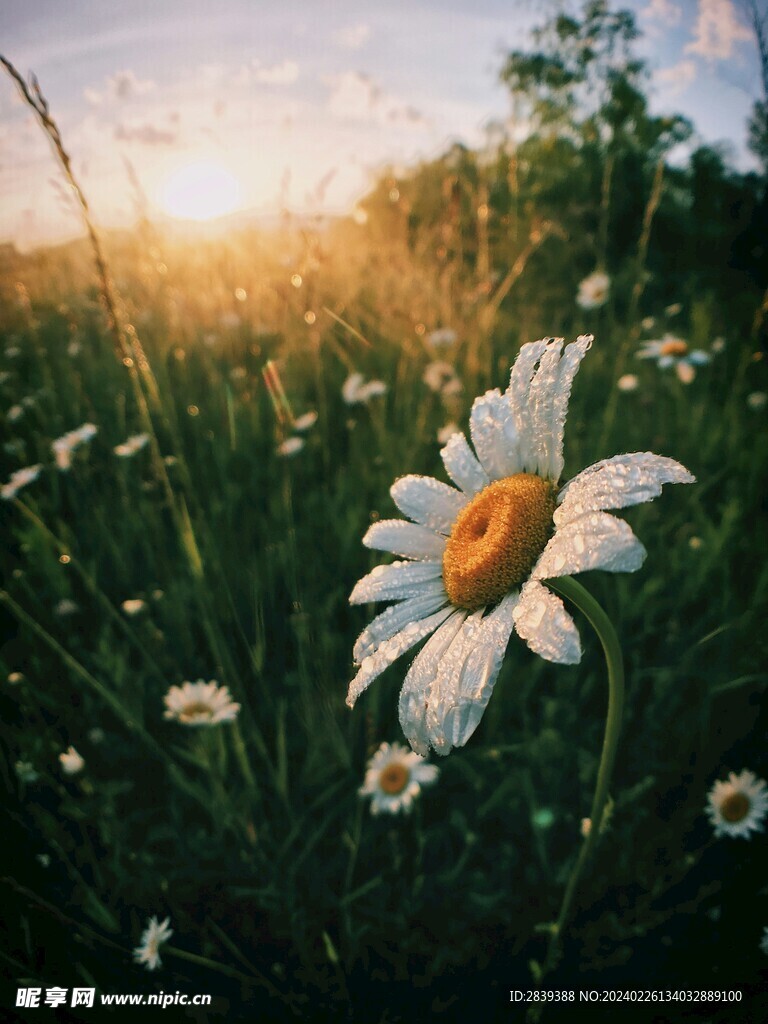 花卉背景