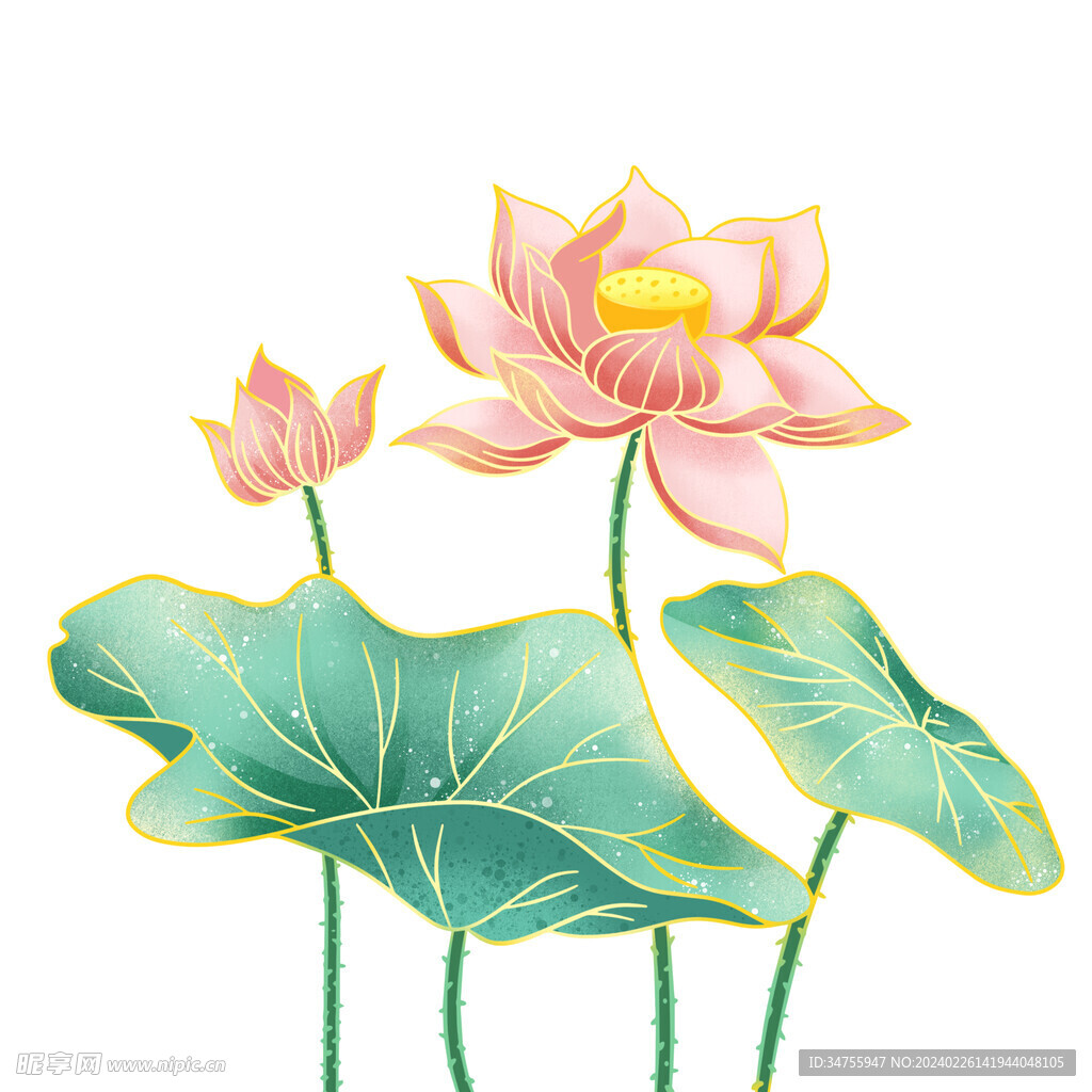 荷花