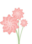 莲花
