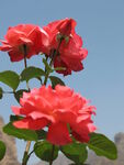 鲜花
