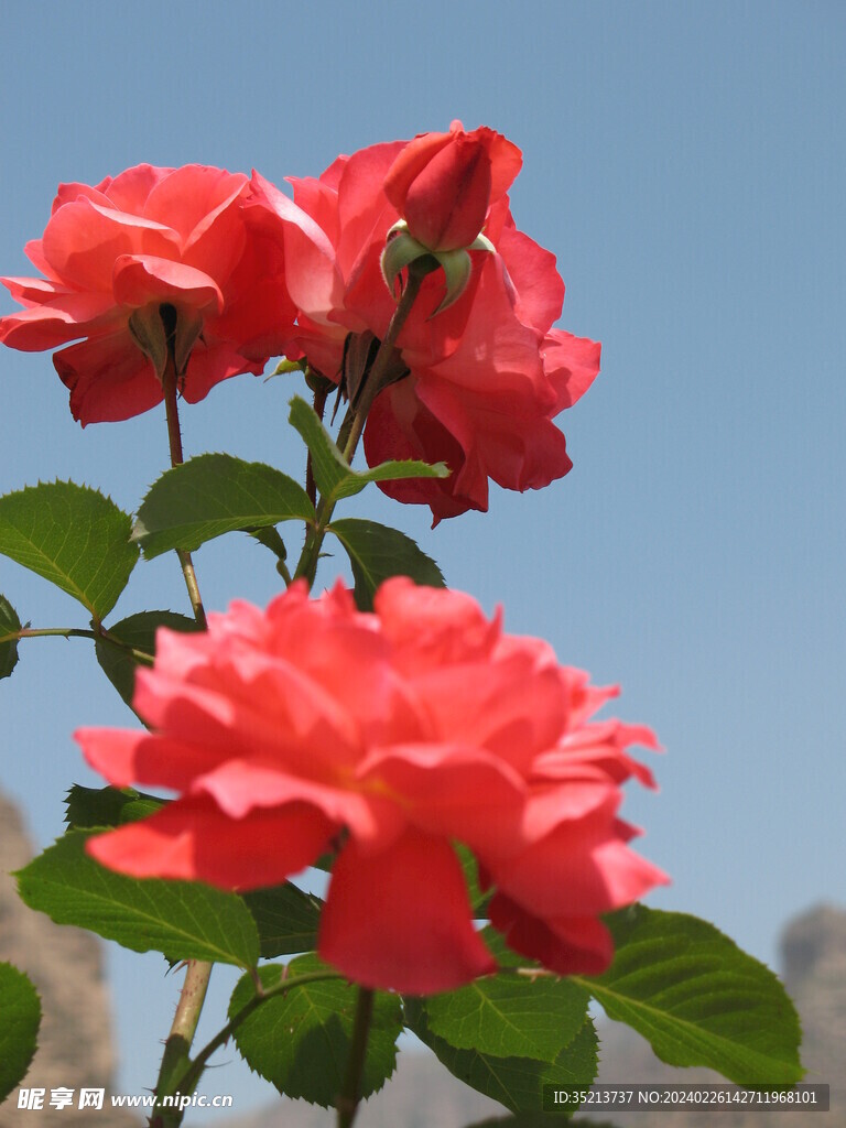 鲜花