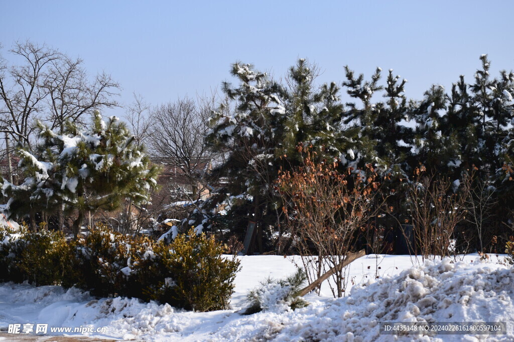 雪景