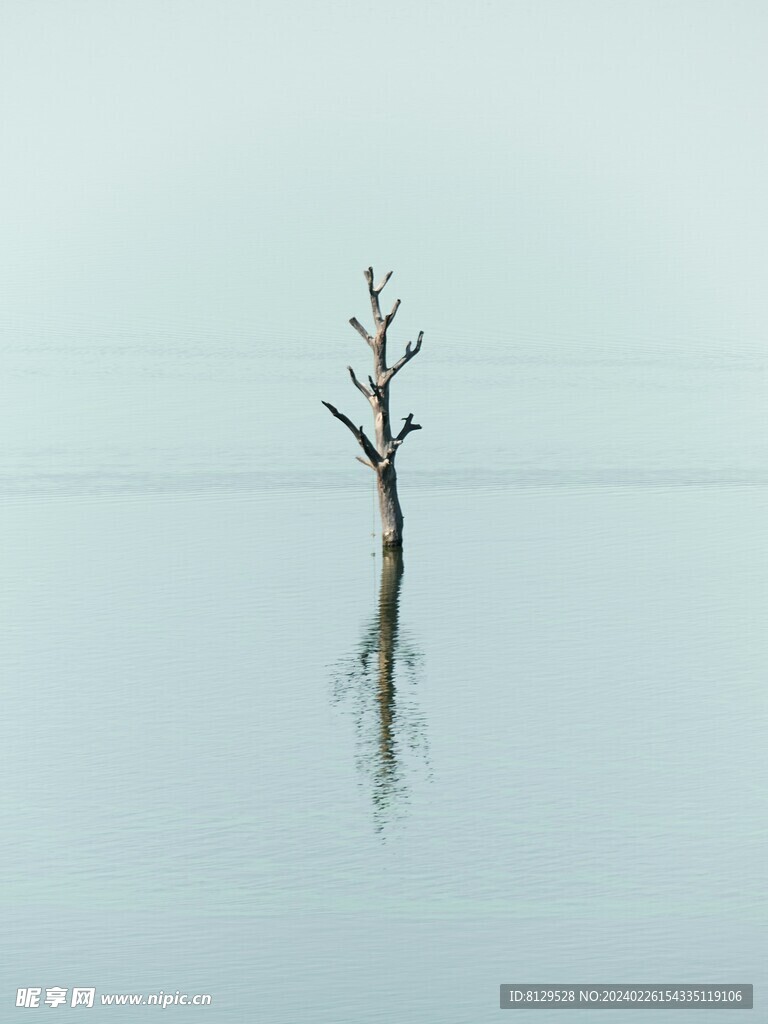 水中的树木