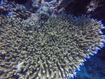 水底珊瑚