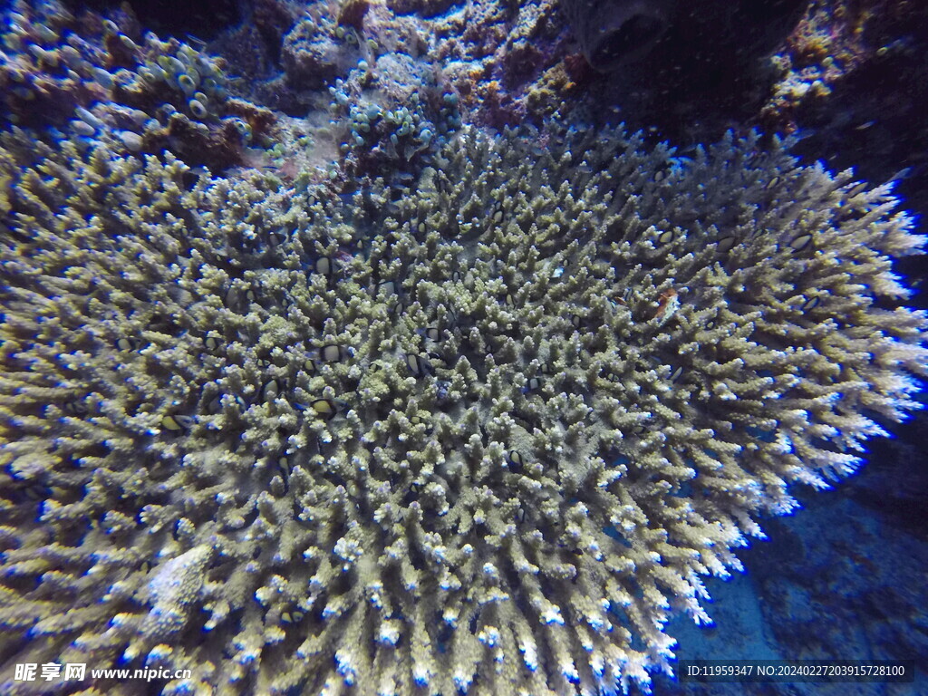 水底珊瑚