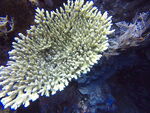 海底水下珊瑚