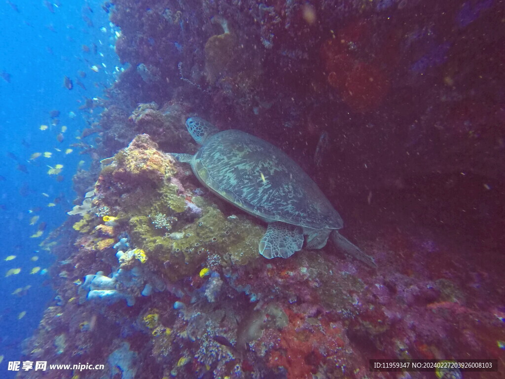 在海里游泳的海龟