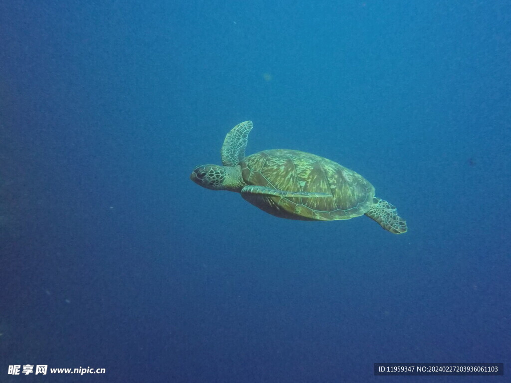 海底水下生物海龟