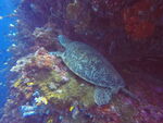 海底水下海龟