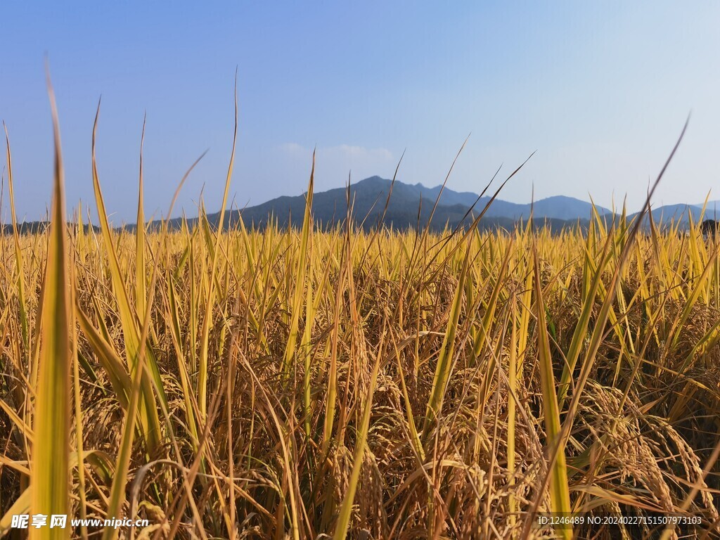 稻田