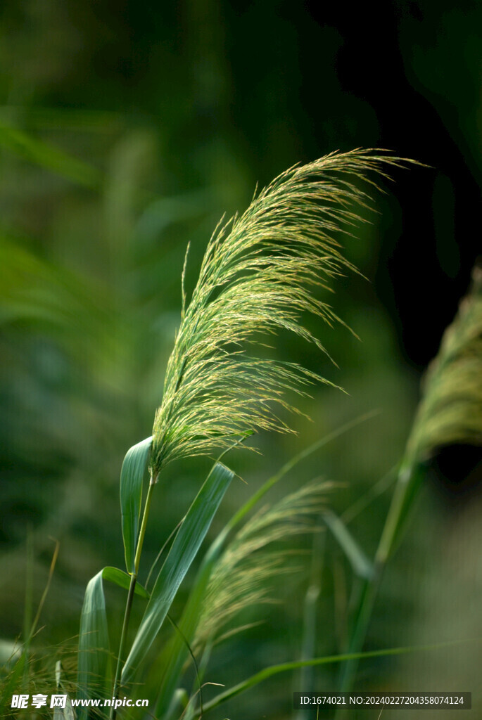 芦苇