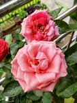 月季花