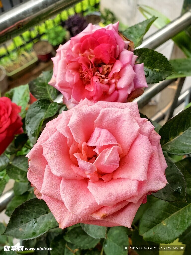 月季花