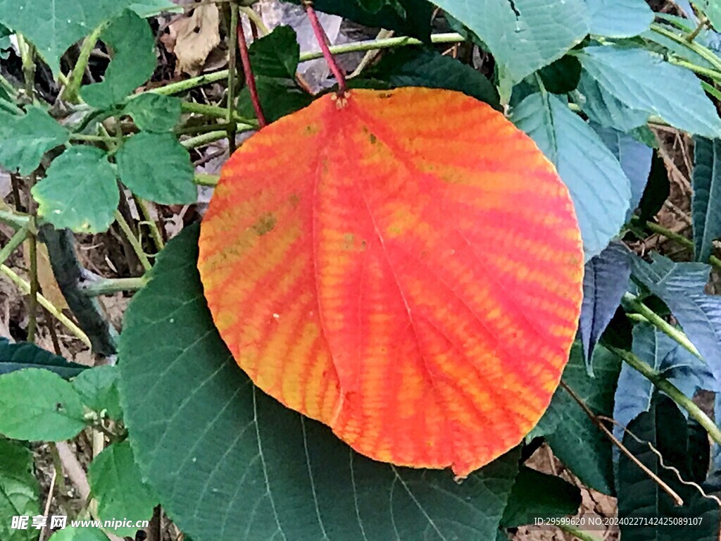 秋叶 