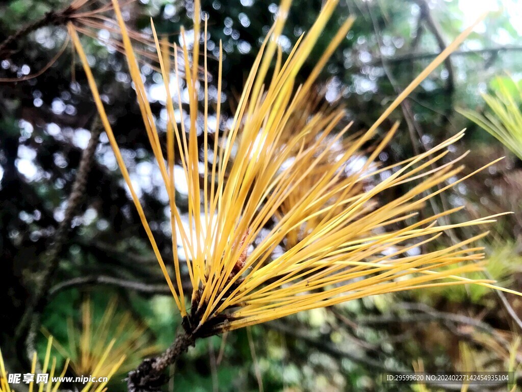 松树  