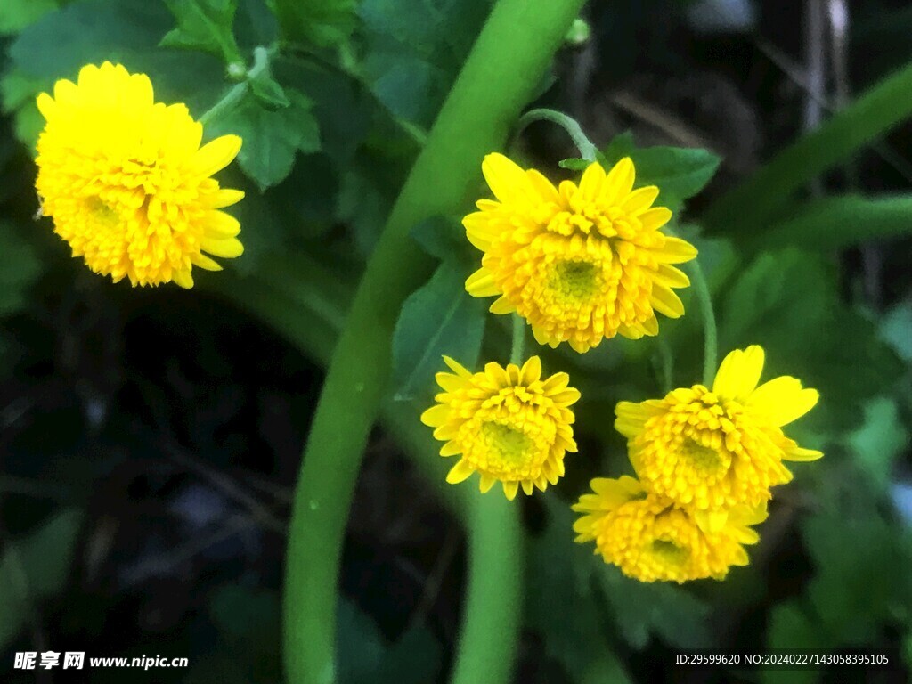 野菊花  