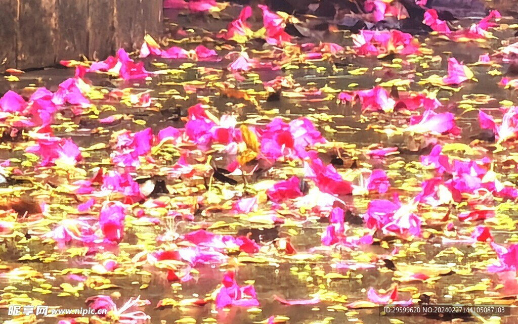 紫荆花  