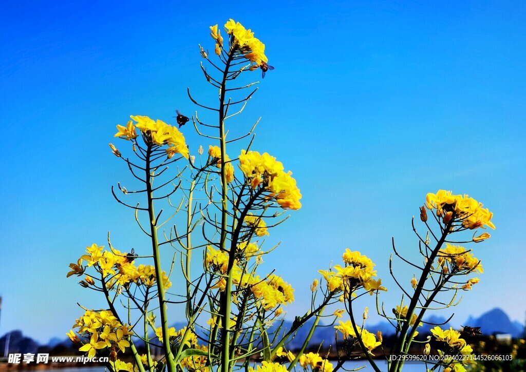 油菜花  