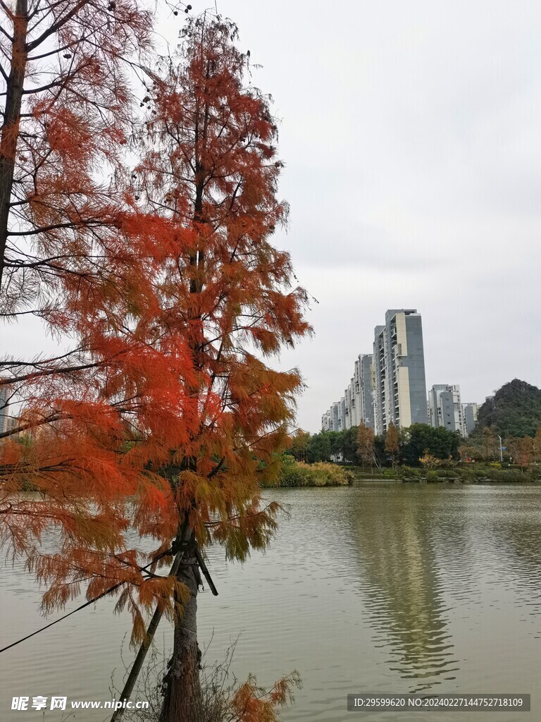 落羽杉  