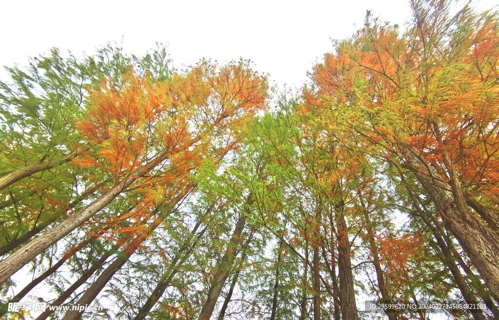 落羽杉  
