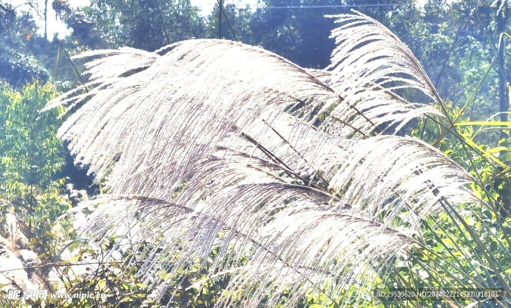 芦苇 