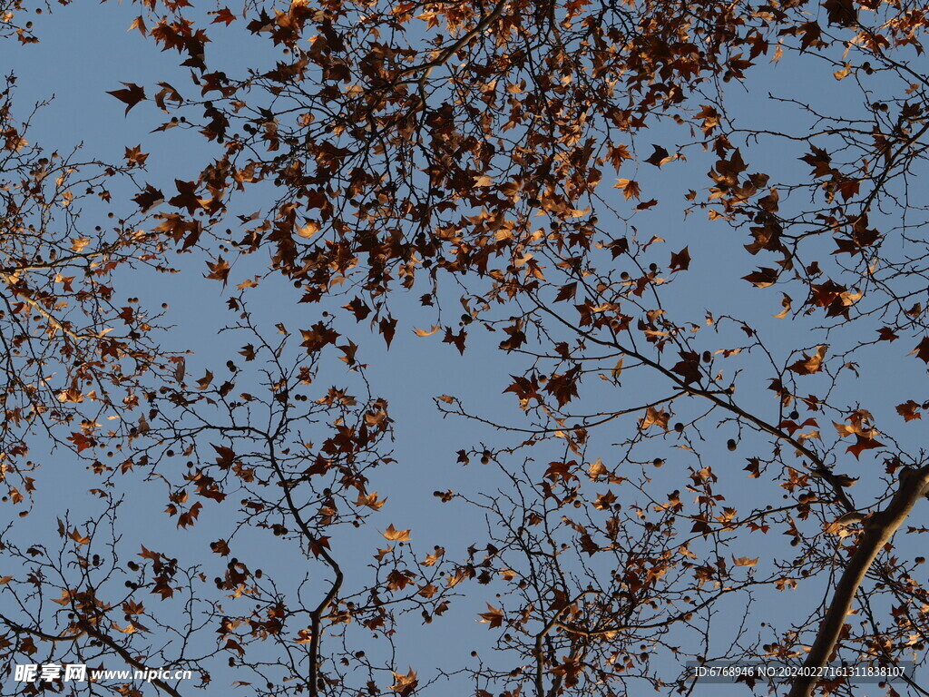 树叶天空
