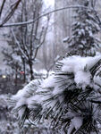 雪松