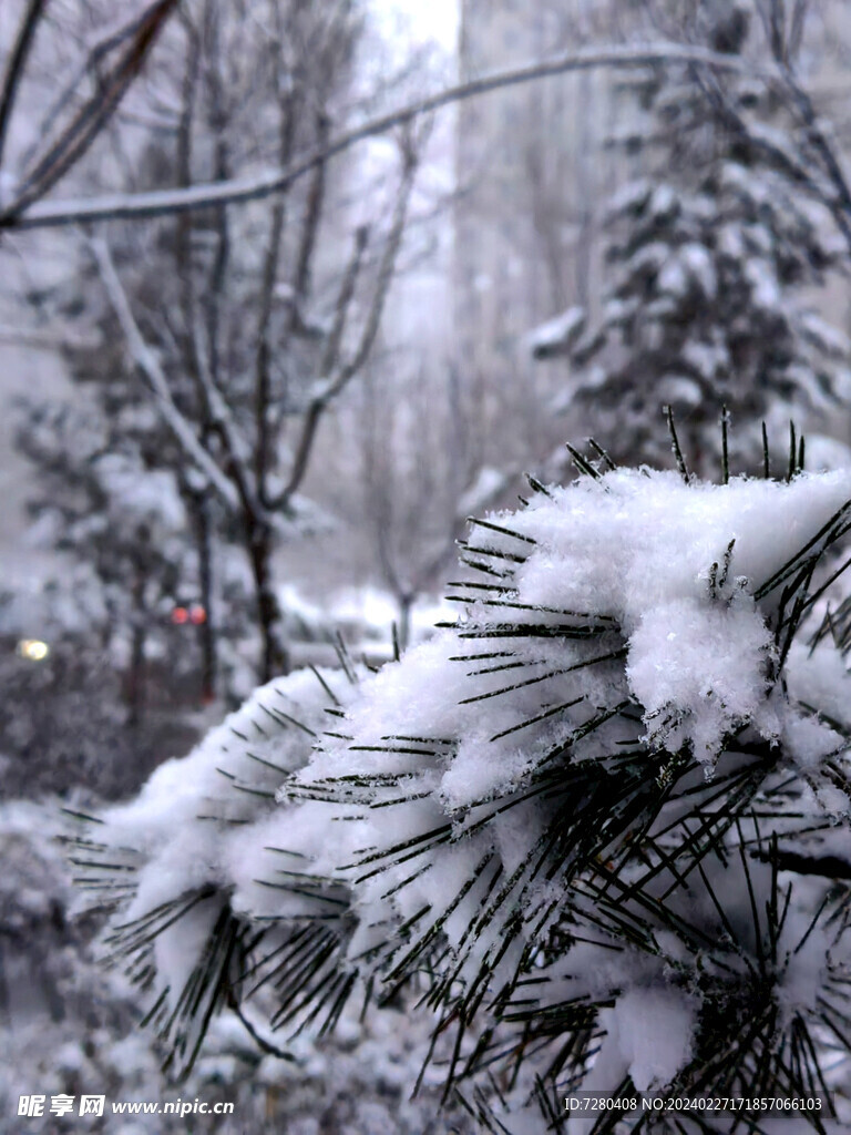 雪松