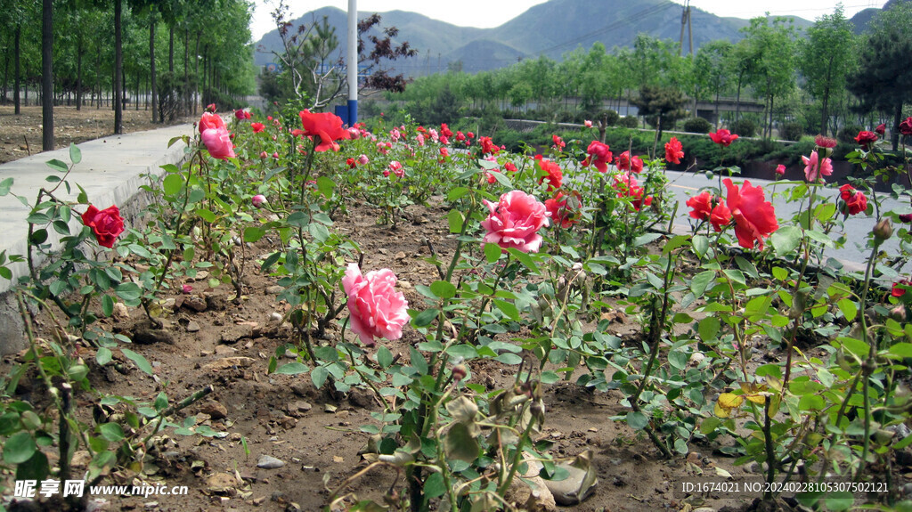 月季花园