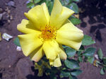 黄色月季花