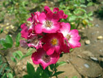 月季花