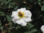 白色月季花