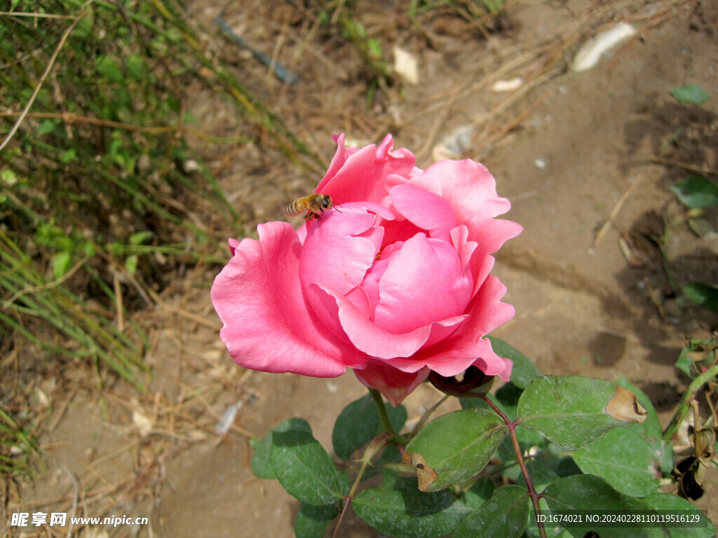 粉色月季花