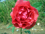 红色月季花
