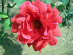 红色月季花