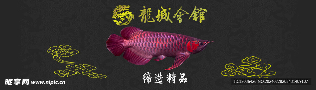 水族观赏鱼海报banner