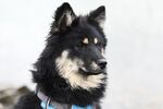 宠物犬