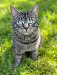 宠物猫