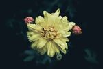 菊花图片