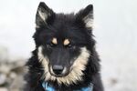 宠物犬