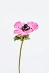 粉花