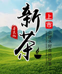 新茶
