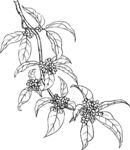 桂花