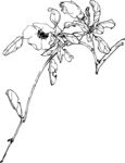 石榴花