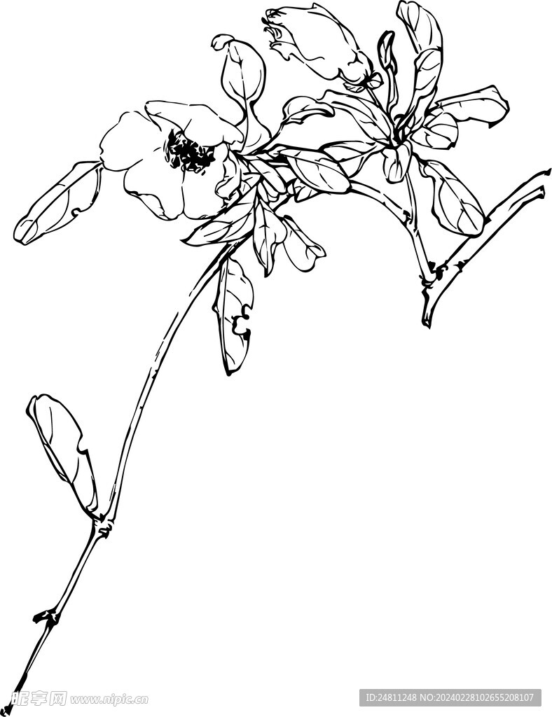 石榴花