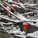 瑞雪压枝迎新到