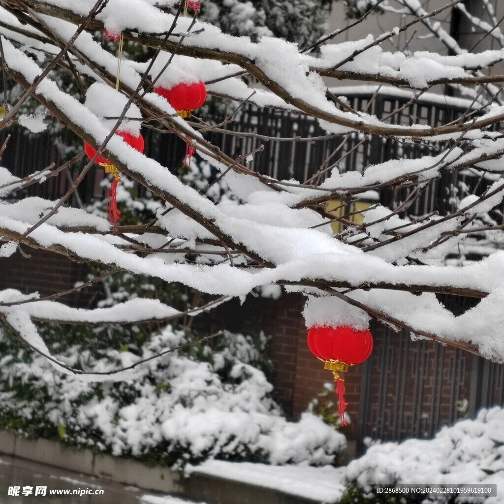 瑞雪压枝迎新到