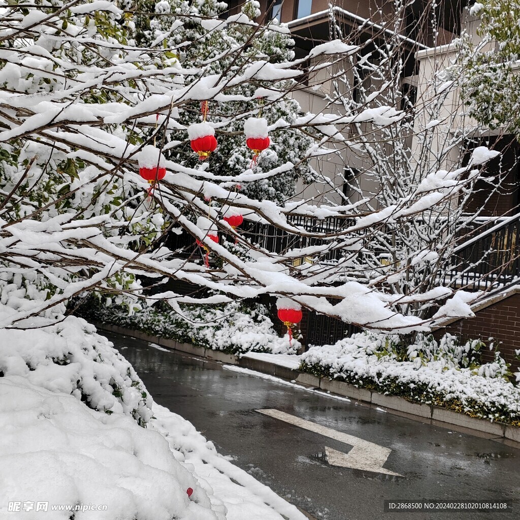 树与雪以及红灯笼 